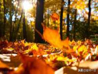 温州市鼓杰网络科技有限公司