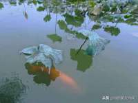 温州市鼓杰网络科技有限公司